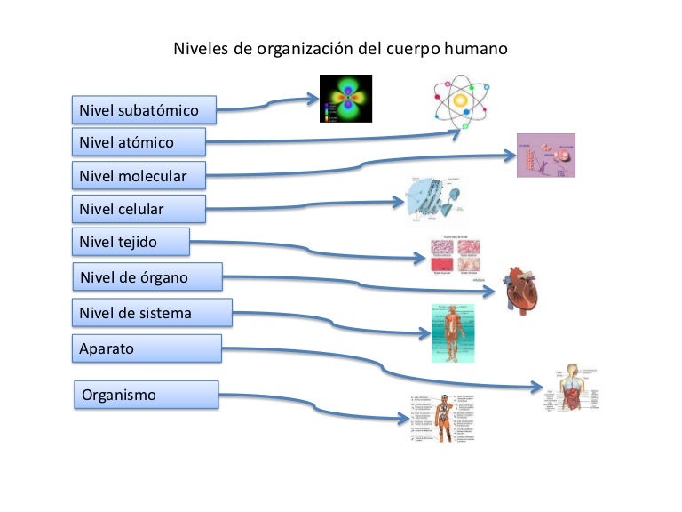 Tema1 niveles de organización del cuerpo humano