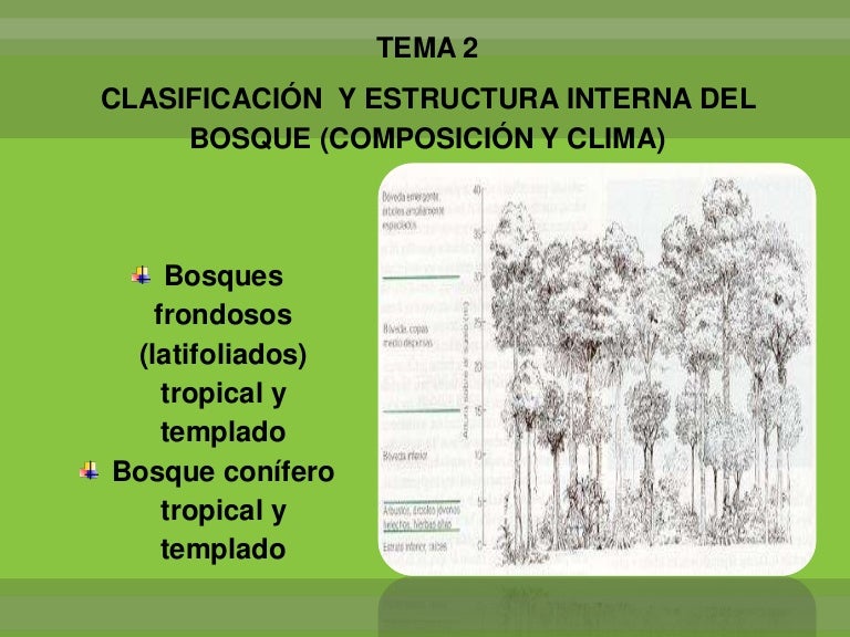 Clasificacion del bosque