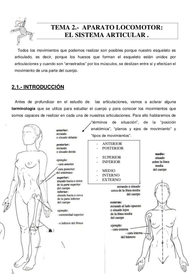 distintos tipos de articulaciones móviles