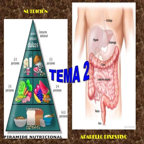 Tema 2 bioloxia_3º_eso_aparello_dixestivo