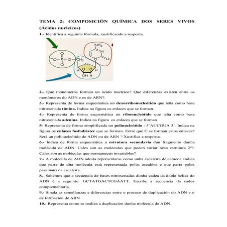 Tema 2  ácidos nucleicos
