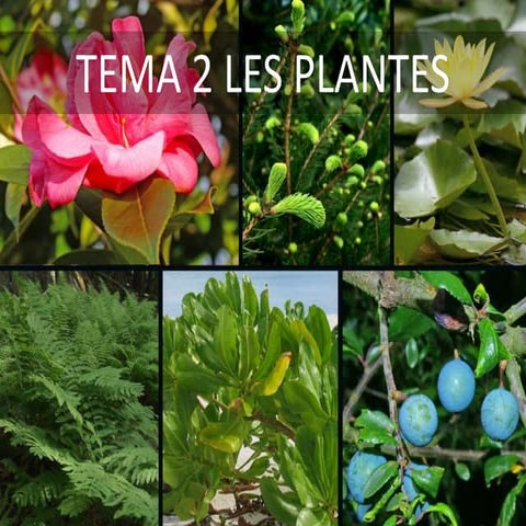 Tema 2 - Les plantes