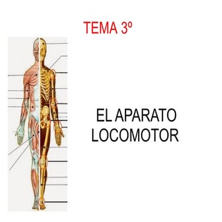 Tema3 APARATO LOCOMOTOR DE 6º