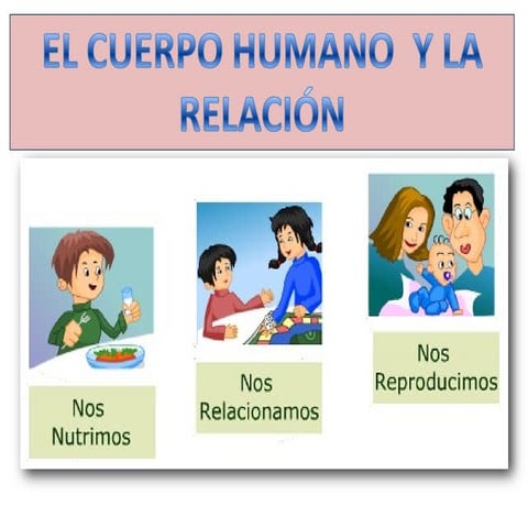 Las funciones vitales de los seres humanos | PPT