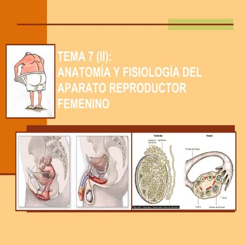 Tema 3-2 Aparato reproductor femenino 2025.pdf