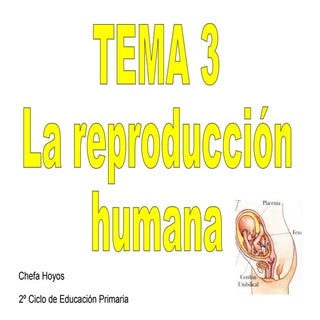 Tema3 4º la reproducción humana