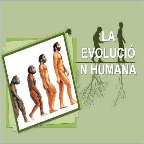 Tema 3 evolución humana