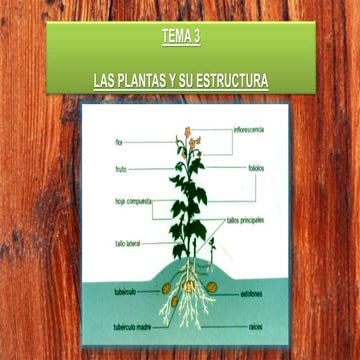 Las plantas y su estructura - Anatomia de la raíz