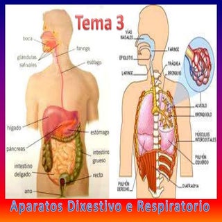 Tema 3 ap dixestivo e dixestión
