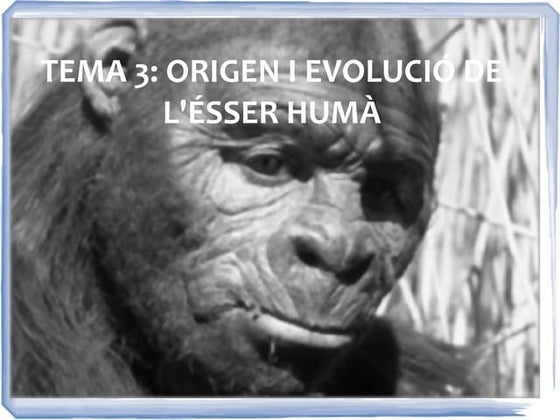 Tema 4 Evolucio Humana | PPT
