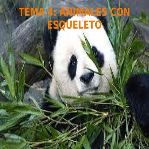 Tema 4 Vertebrados e invertebrados