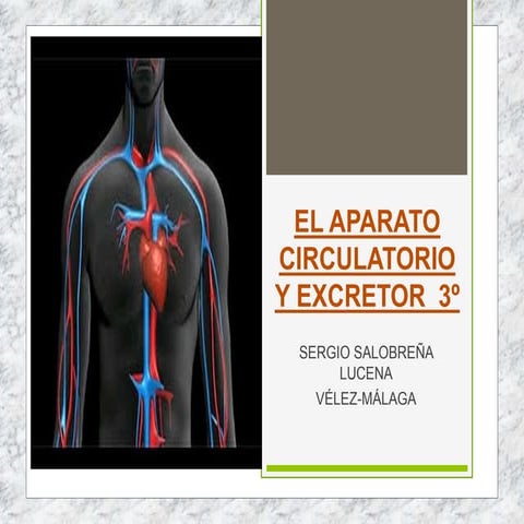 Tema 4 ap. circulatorio y excretor