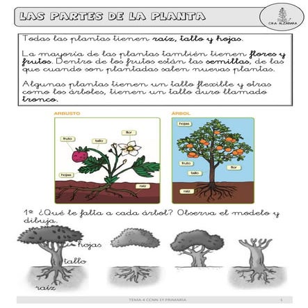Tema 4 las plantas