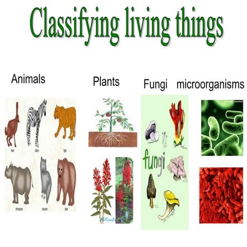 Tema 4 living things
