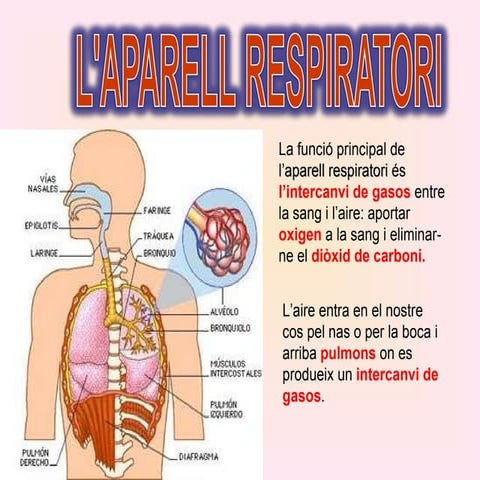 Tema4 respiratori