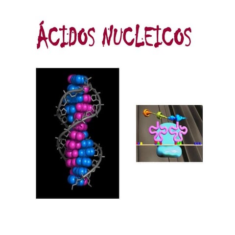 Tema 5. Los ácidos nucleicos copia (2).pptx