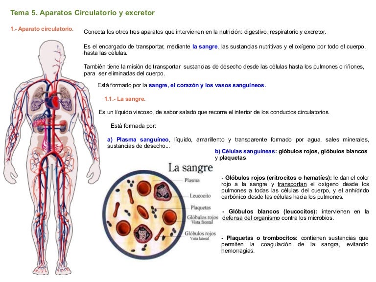 Tema 5. Aparatos circulatorio y excretor
