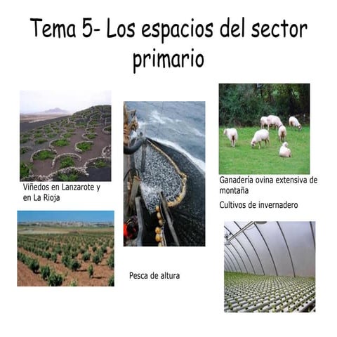 Tema 5  los espacios del sector primario