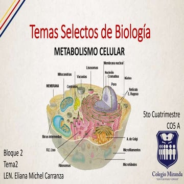 Metabolismo celular.