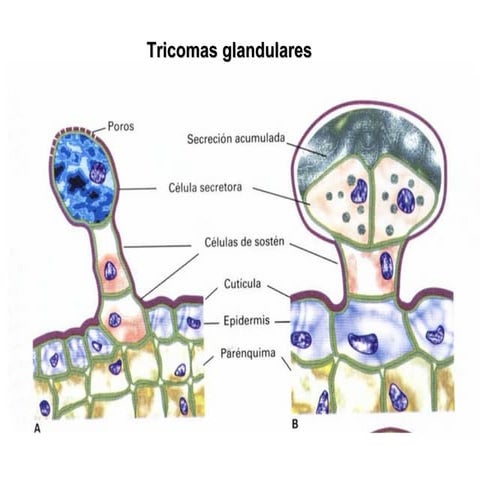 tricomas | PDF