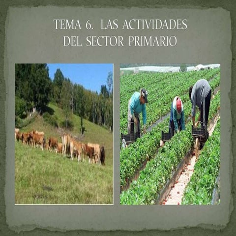 Tema  6. Las actividades del sector primario