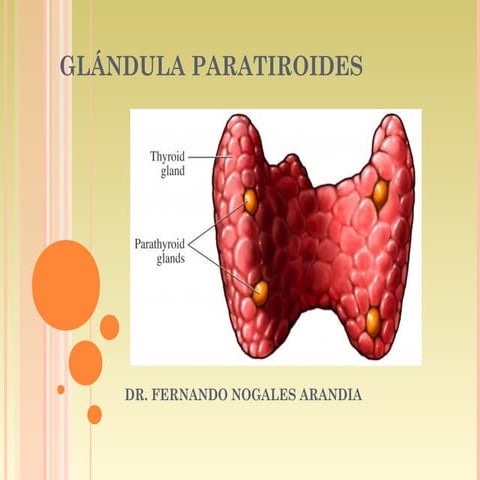 Diapositiva De La Glándula Paratiroides Glándula Paratiroides