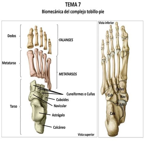 Biomecanica tobillo, pruebas funcionales y ortopedicas | PPT