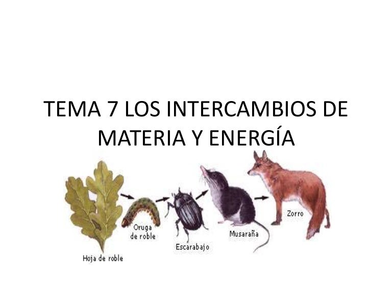 cadenas troficas bosque tema 7 los intercambios de materia y energ 237 a cadenas troficas bosque tema 7 los intercambios de materia y energ 237 a