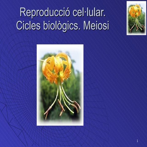 Tema 9  Bio1 2009 10(Reprod Meiosi)