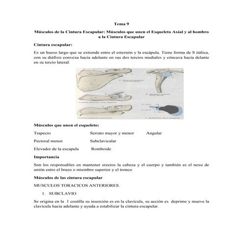 músculos de la cintura escapular