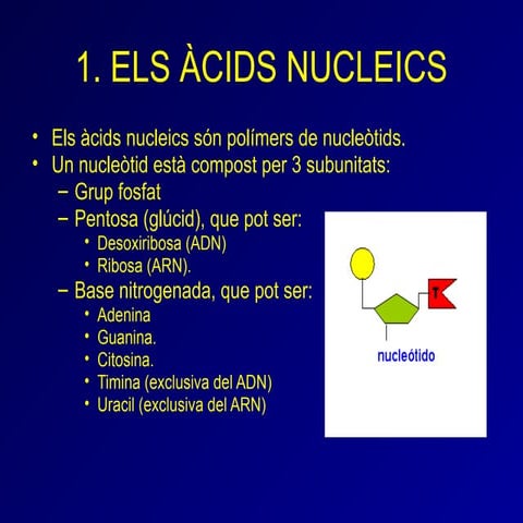 Tema  L'ADN i els cromossomes  4t ESO.pptx