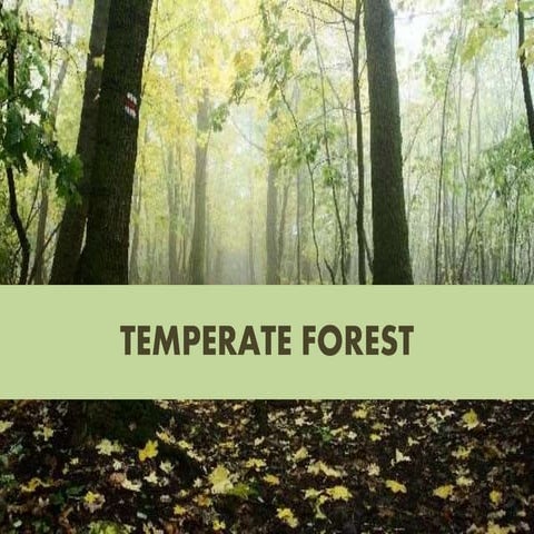 TEMPERATE FORESTS