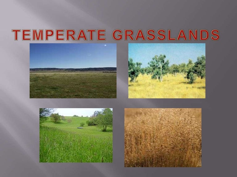 Temperate grasslands