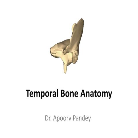 Temporal bone1
