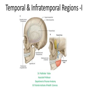 Temporal &  Infratemporal  Region -I