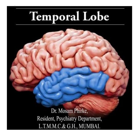 Temporal lobe