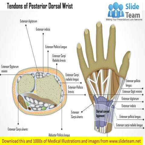 Tendons of the posterior (dorsal) wrist medical images for power point