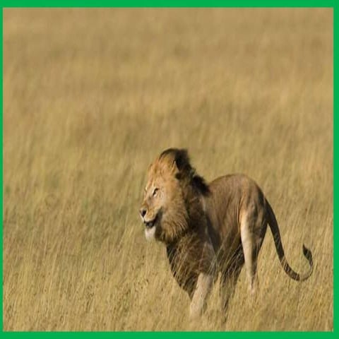 Ten Interesting Facts about Lions.pptx