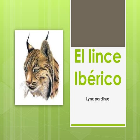 Teo perea el_lince_ibérico