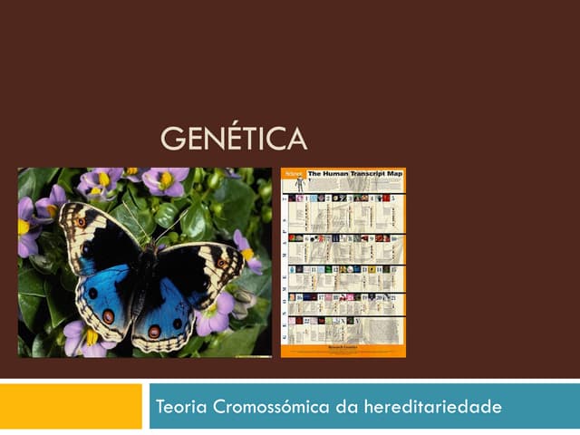 Teoria CromossóMica