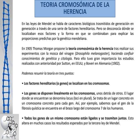 Teoria cromosomica de la herencia