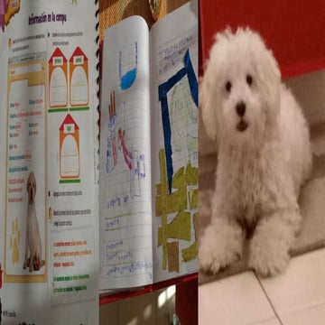 Te presento mi mascota 2 A