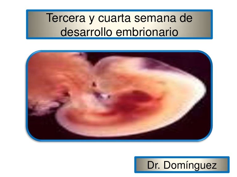 que pasa en la tercera y cuarta semana de embarazo