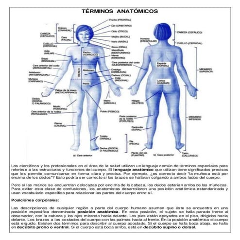 Terminos anatomicos y planos