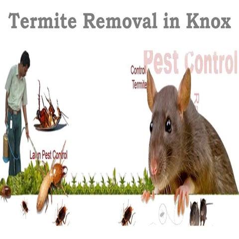 Vip Pest Control presentations