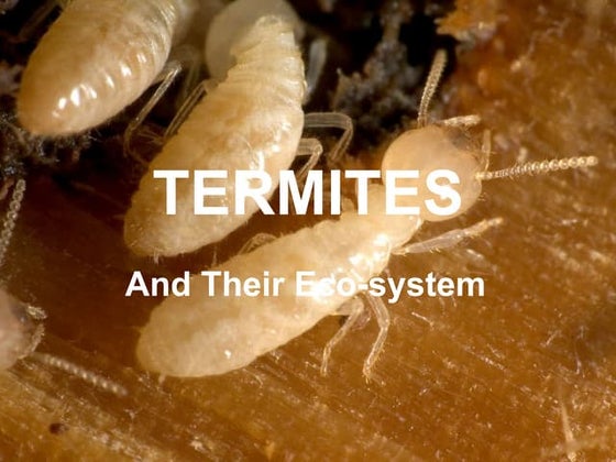 Termites - Bio101 - HACC - Fall 2010 by Jose Soto