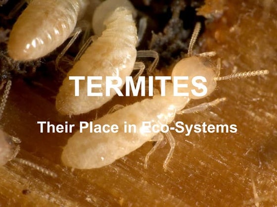 Termites - Bio101 - HACC (York) Fall 2010 by Jose Soto