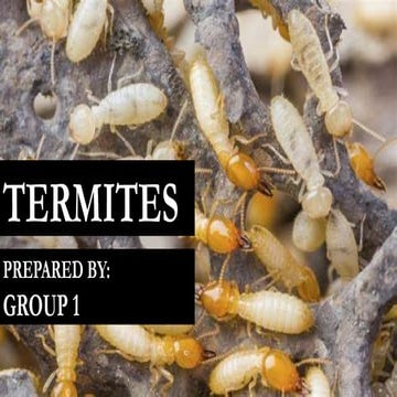 Explore the World of Termites.pdf