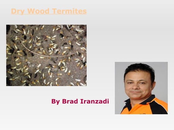 Termites Biography