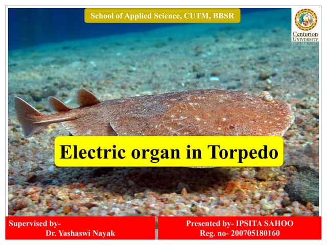 Electric organ in Torpedo